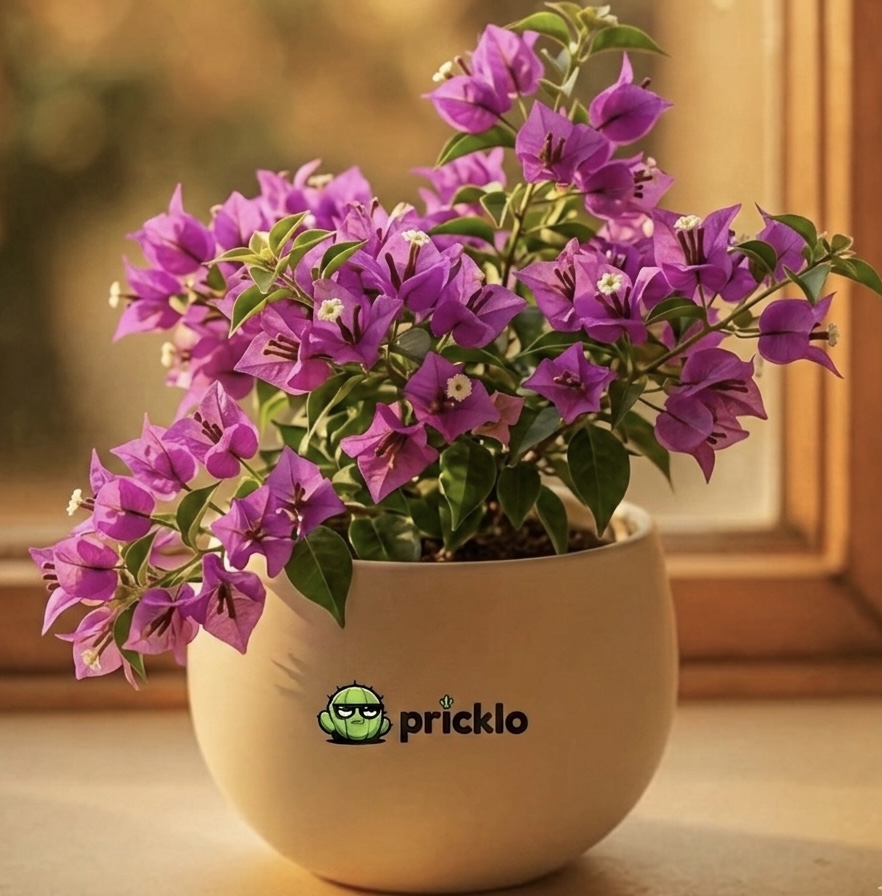 Bougainvillea