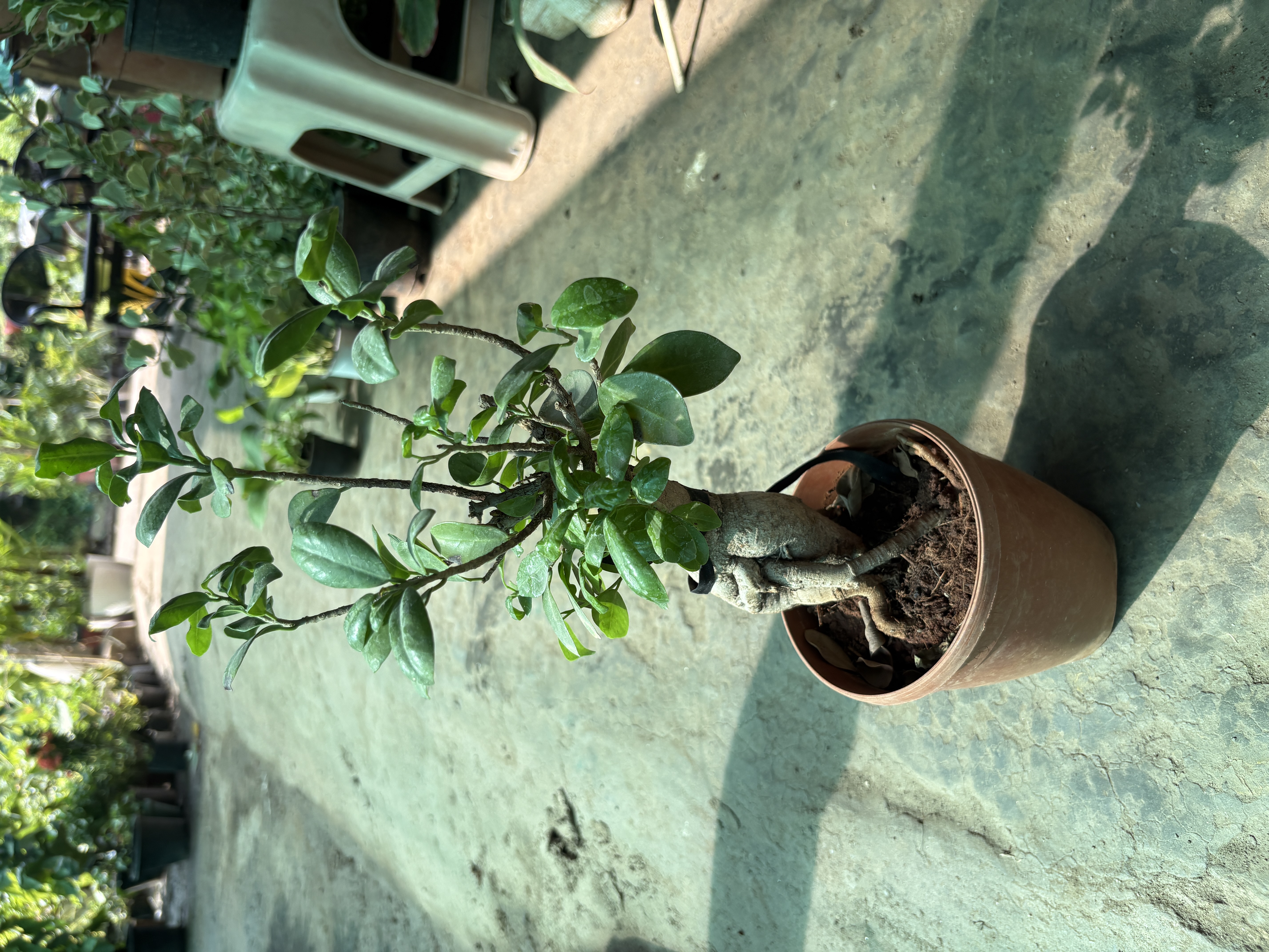Bonsai