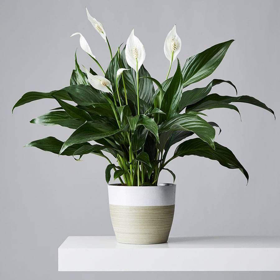 Peace Lily plant – buy online from trusted nurseries near you on Pricklo